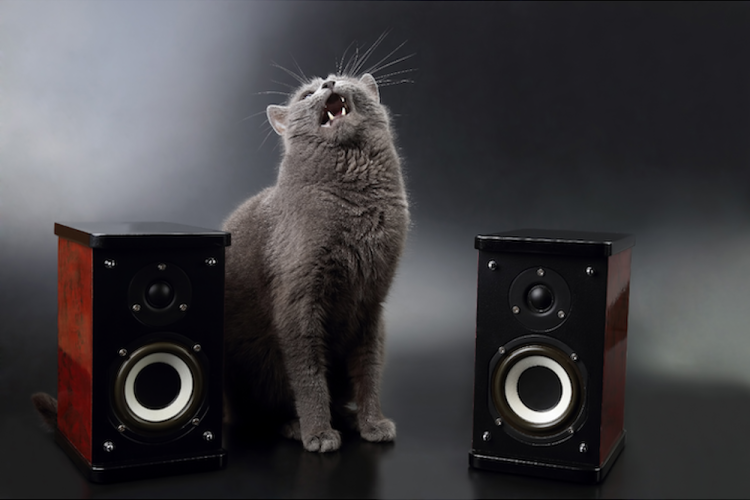 Grey Cat between to loudspeakers wailing